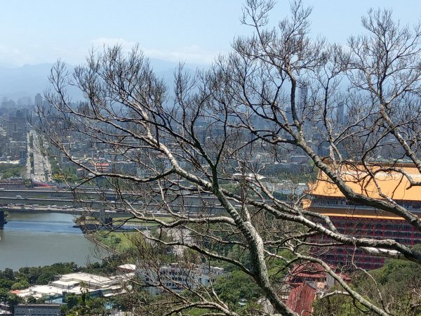 劍潭山步道1453901