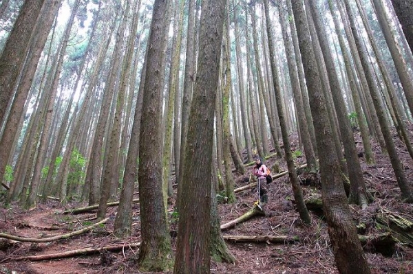 【台中】鳶嘴下西北稜縱走大崠山