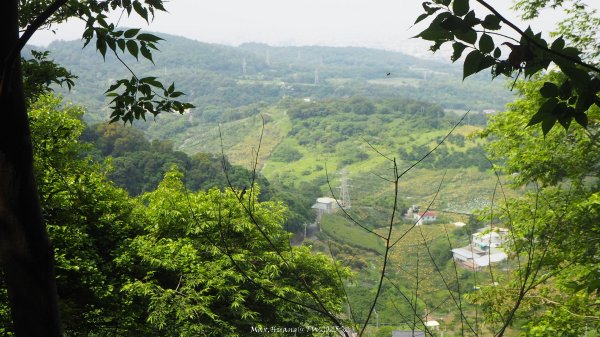 《台中》貓仔龍貓｜后里鳳凰山觀音山登山步道O繞202505042777244