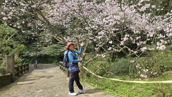 搭公車下車即抵達，台北市賞櫻最後一波，橘咖啡及內厝溪櫻木花廊的吉野櫻即將大爆發，要去要快，大崎頭步道2734715