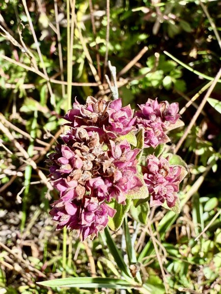 合歡北峰散步趣  2025.10.152923197