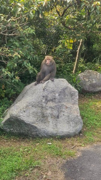 20251011七股山-七股山東北稜-七股山北峰-七股山東北峰-下七股西南-下七股-下七股東北-下七2910569