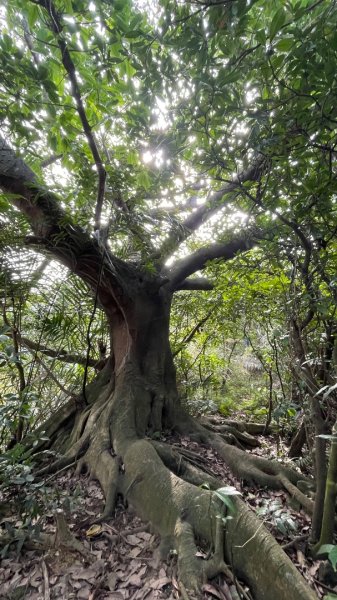 銀河洞越嶺貓空-新高麗坑山-銀獅縱走-猴山岳群峰+三條魚縱走2998267
