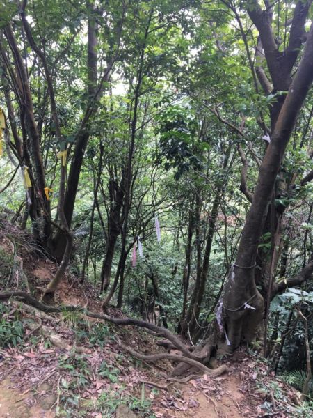 三峽-土城 天上山396604