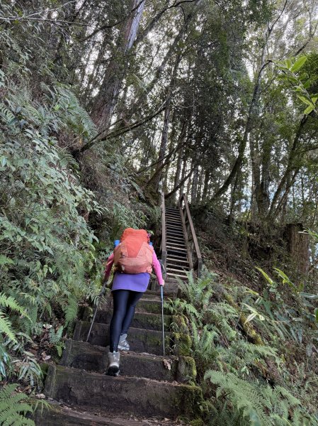 回程下雨的 松鶴上 八仙山 202510252925748