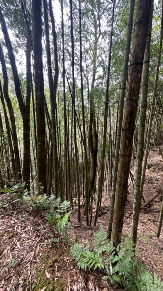 忘憂森林.金柑樹山2668865