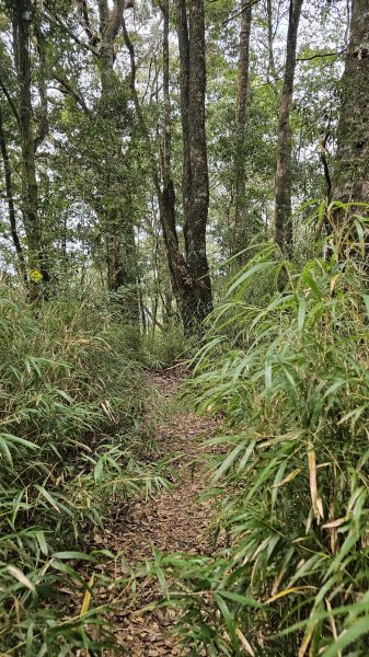 【中級山經典：水社大山、水社主峰】🥾4小時53分的征途，汗水與意志的考驗。2982579