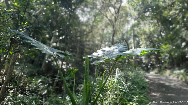 《台中》虎頭蜂巢｜大坑5號登頭嵙山黑松亭（聖普宮）202508092855069