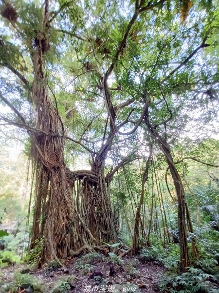 【花蓮豐濱】號稱小百岳中的大魔王。 小百岳集起來。 編號91小百岳-八里灣山登山步道1742415