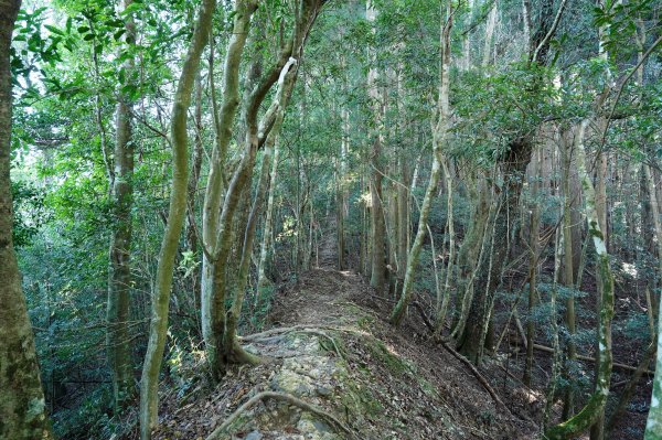 新竹 五峰 油羅山2654142