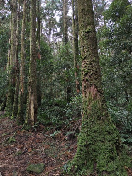 2023.12.27 東眼山2838861