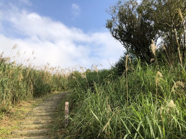 台灣小百岳No.011姜子寮山908430