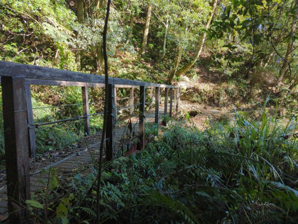 2026.01.03－鎮西堡B區神木群2981122