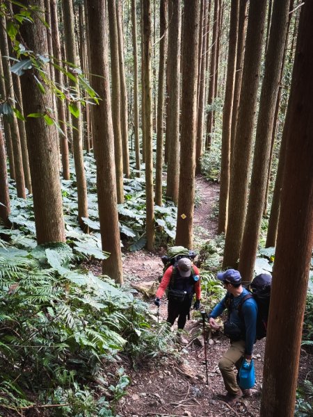 高島P型縱走-夢幻的杉林營地3012434