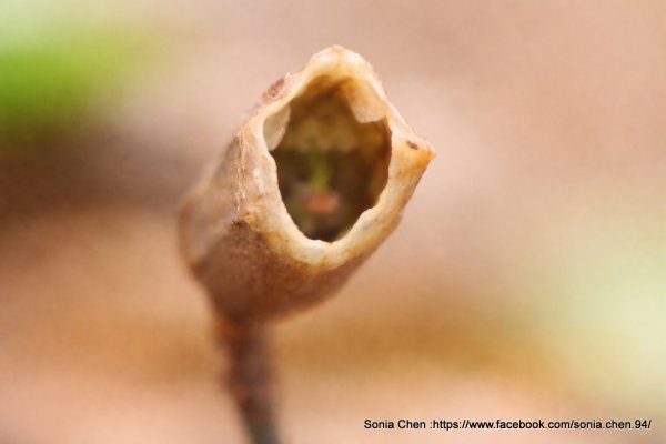 總是不開口 2026 D0411 摺柱赤箭