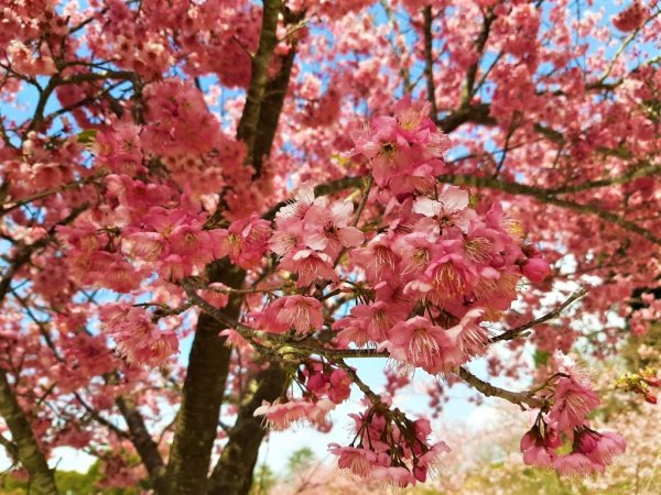 櫻花樹下的浪漫〡千櫻園