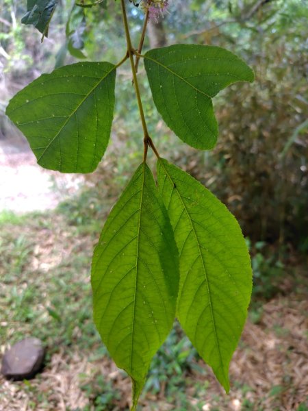 達娜伊谷-里美避難步道-巨石板步道-約富霓2788554