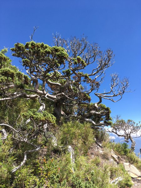 合歡北峰、石門山526692