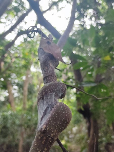 三義三通嶺-銅鑼杭菊（古道巡禮類環島小探險近25K）2957964