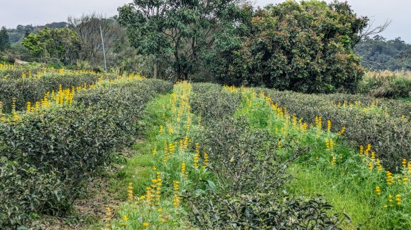 大北坑魯冰花2435744