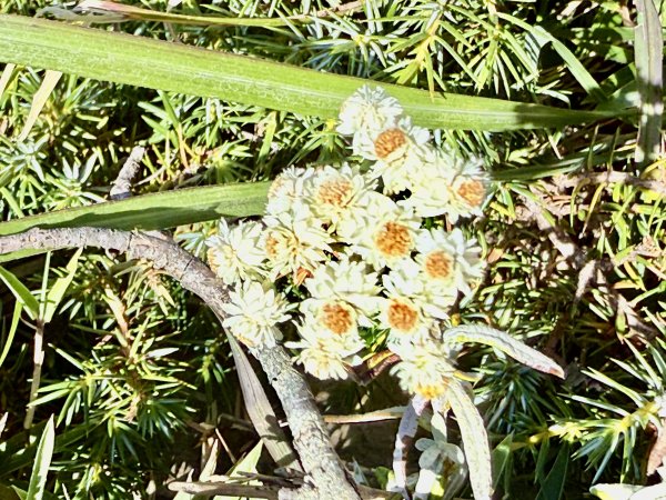 合歡北峰散步趣  2025.10.152923194