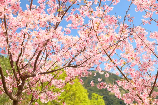 拉拉山的櫻花286505