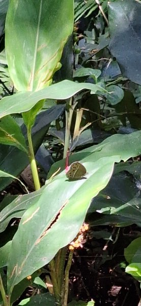 【2024觀音觀鷹尋寶任務】一日走完七條步道完成!2508401