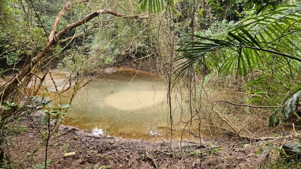 20250216貢寮山-水返港山-外文秀坑山-丹裡山2713221