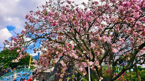 #綠繡眼 訪花 #吉野櫻 #天元宮 #楓樹湖 03162736684