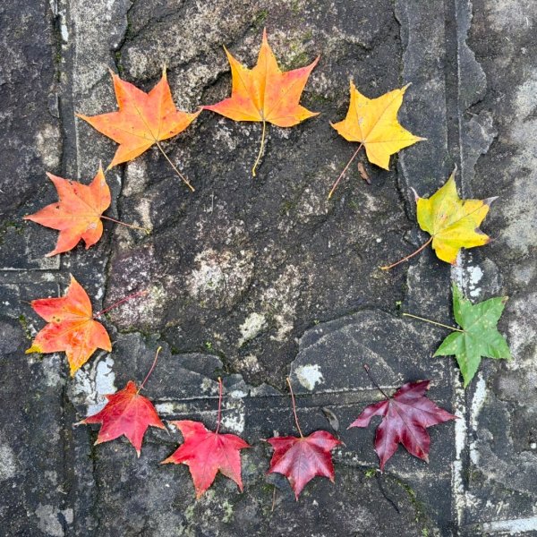 賞梅快閃-2天ko南投小百岳七座➕二條百大2979851