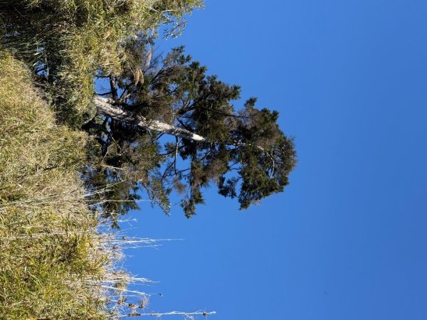 1141215塔山步道2962701