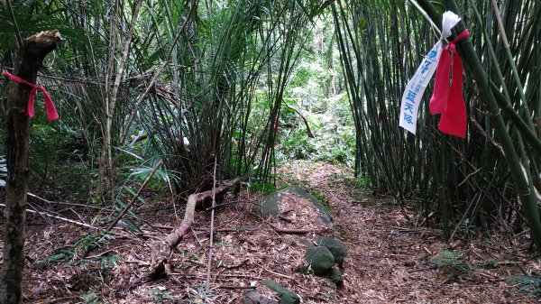 ✅興福寮/巴拉卡舊水管路-開墾地遺址 (全段擴徑增繩.重整完成)2506765