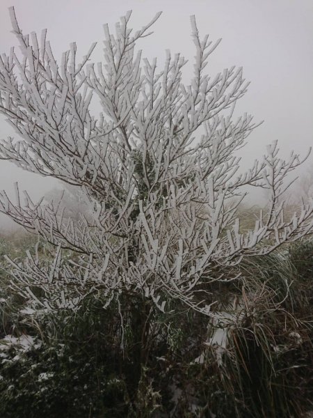 20210108冰封大屯山1232012