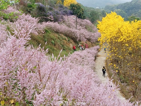 【南投中寮】粉紅山丘麝香木。 瑰蜜甜心玫瑰園