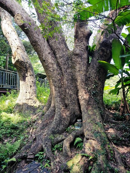 六寮古道-2025森遊竹縣皮皮獅探險隊2889085