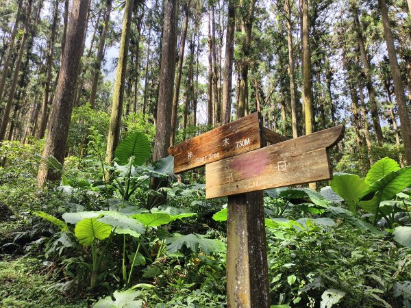 [百山百鳥尋旅-05/15] 2025_0830 溪頭賞鳥步道_銀杏步道2875547