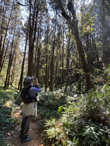 留龍頭-嶺頭山-金柑樹山-忘憂森林（2025必去）2720348
