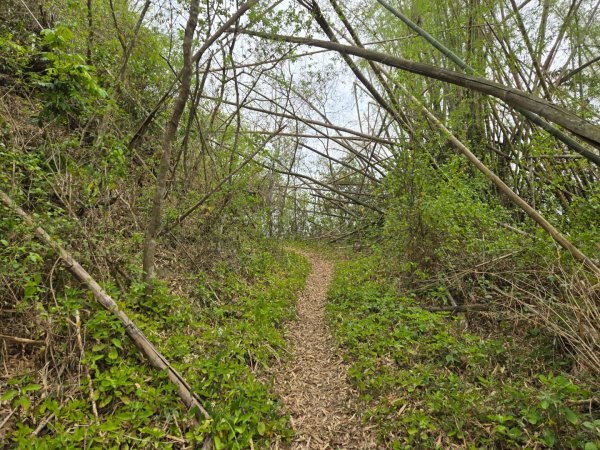 2025-04-07 左鎮後坑古道（牛港嶺）2757661