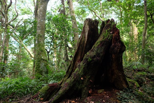 桃園復興區  東卡O縱2823843