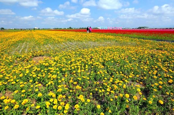 【嘉義】2020太保市花海節