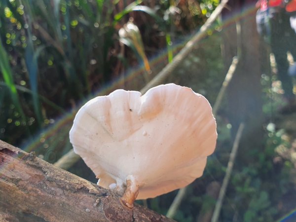 【雲嘉茶園之美】後棟山連走大二尖山1532216