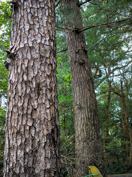 2025-03-08 汶水三山：金童山、汶水山、玉女山 連走2736569