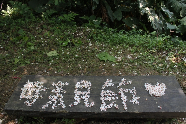 20160508新北市三芝區三生賞桐花步道90758