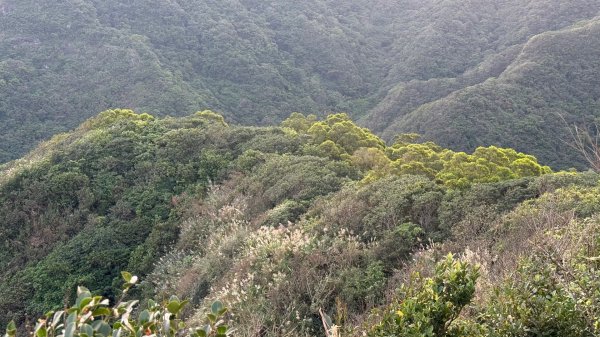 新北 瑞芳 黃金八稜七稜O型2956149