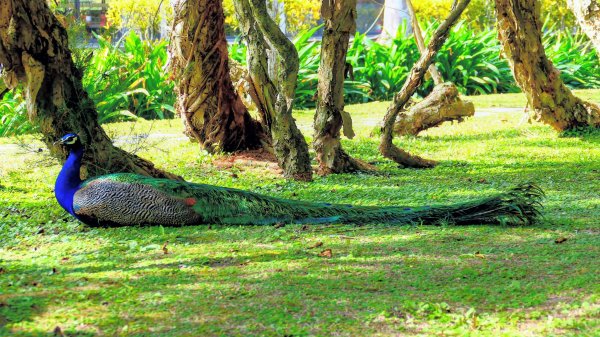 豐之谷,理想大地,林田山,立川漁場3007272