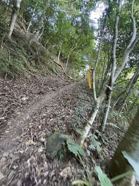 20251123三腳南山登山步道2944457