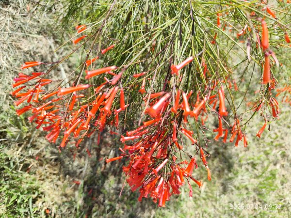花博公園圓山園區、撫順公園【2025臺北健走趣】2827192