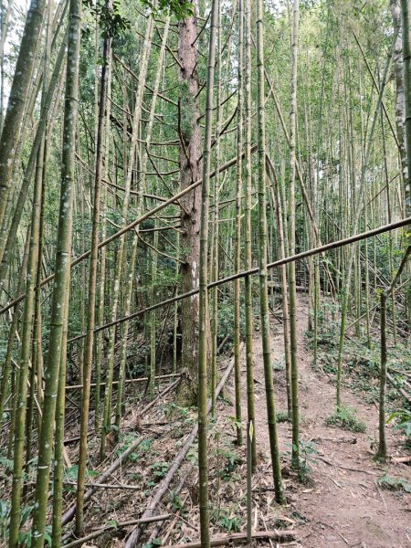 油羅山-2025森遊竹縣皮皮獅探險隊2910108