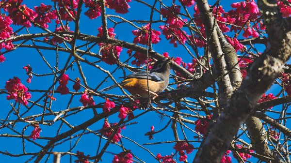 【台灣健行】春艷 • 寶山二集團2698531