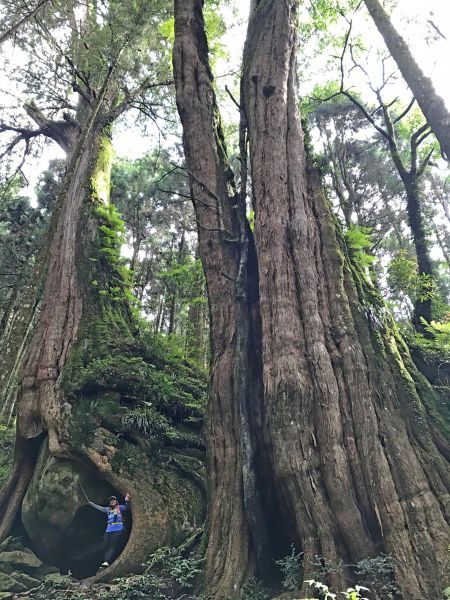 阿里山鄉神木之旅--拉拉喀斯1號神木及巨石神木348675